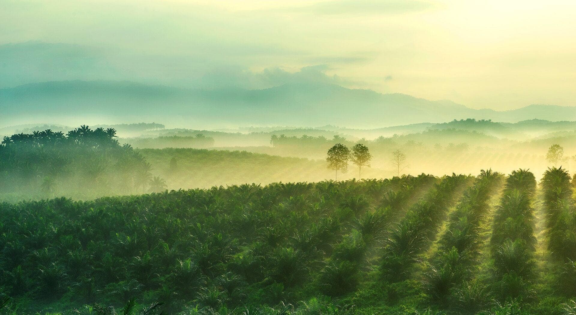Sime darby plantation strengthens policy on suppliers who violate no deforestation commitments