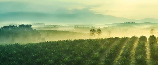 Sime Darby Plantation (SDP) today published its ‘Working with Suppliers to Draw the Line on Deforestation’ policy statement to strengthen their commitment to achieve a sustainable supply chain.